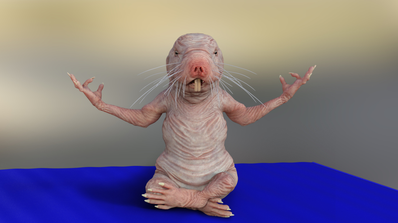 rabbit 1080539_1920-pixabay